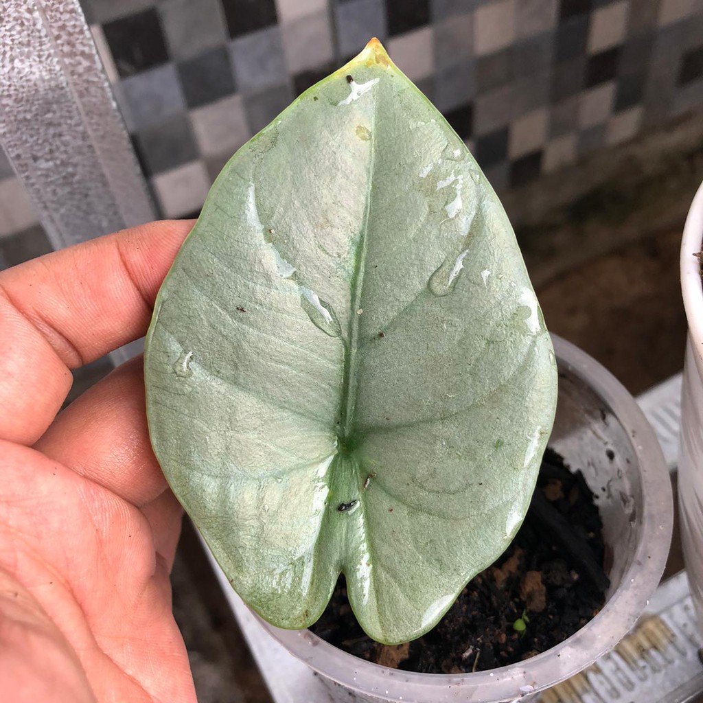 rawatan alocasia reginae silver alocasia regina silver