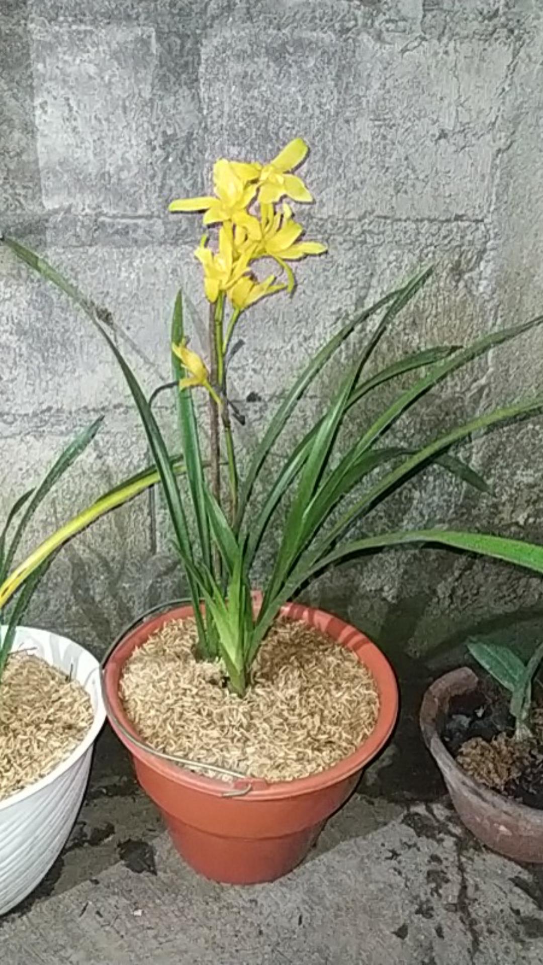 Anggrek Cymbidium Golden Boy