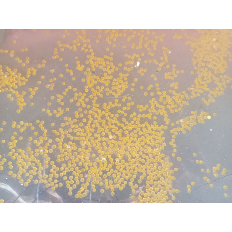 telor gurame Padang / larva gurame padang / paket 1000 butir