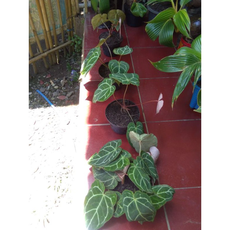 

kuping gajah ukuran mini