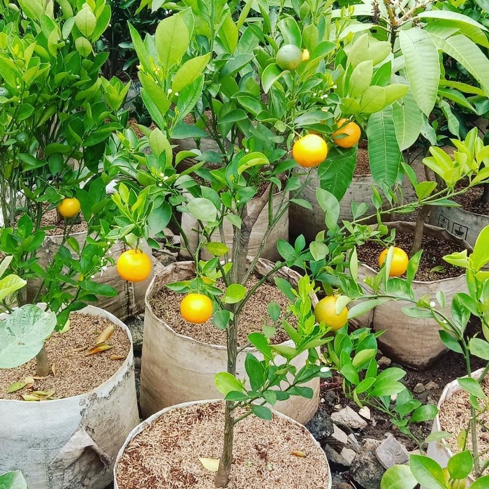 Bibit Tanaman Buah JERUK KIP Premium