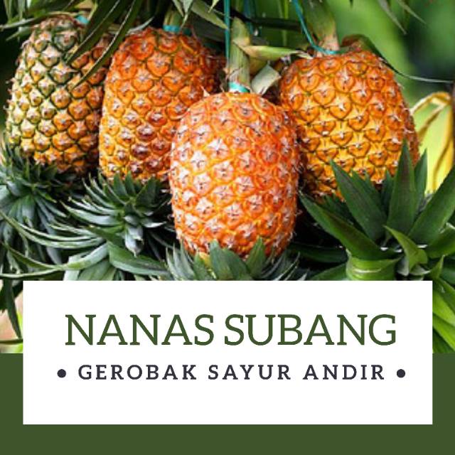 

NANAS SUBANG /pcs