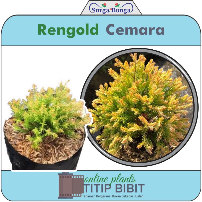 cemara ren gold bibit tanaman hias pohon