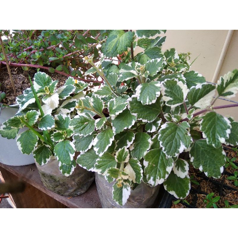 Miana Hijau Putih Varigata.