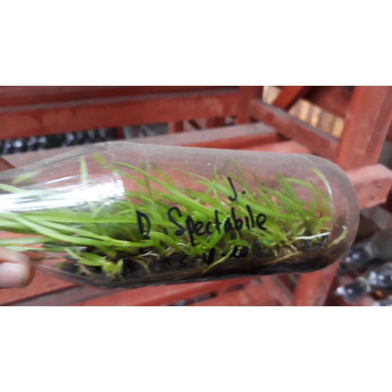 bibit botol dendrobium spectabile