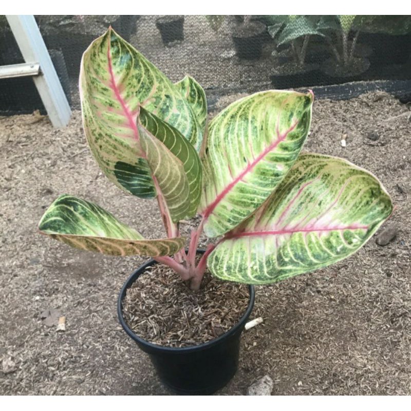 Moonlight Aglaonema