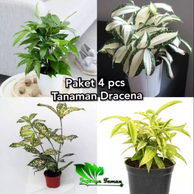 Paket 4 tanaman bambu drasena millky.hijau.golden.florida