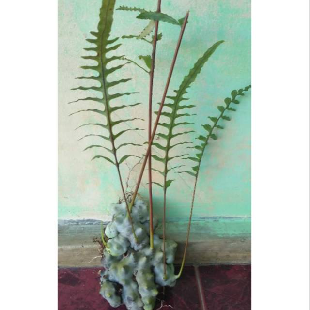 Lecanopteris sumatera