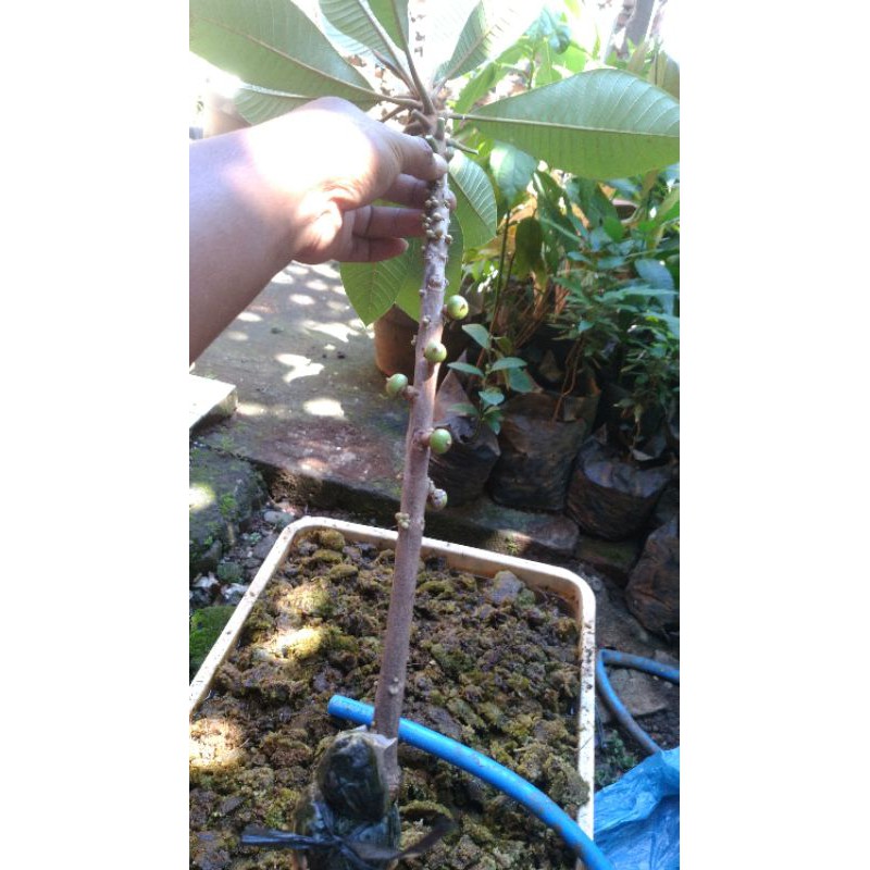 

mamey sapote fresh cangkok