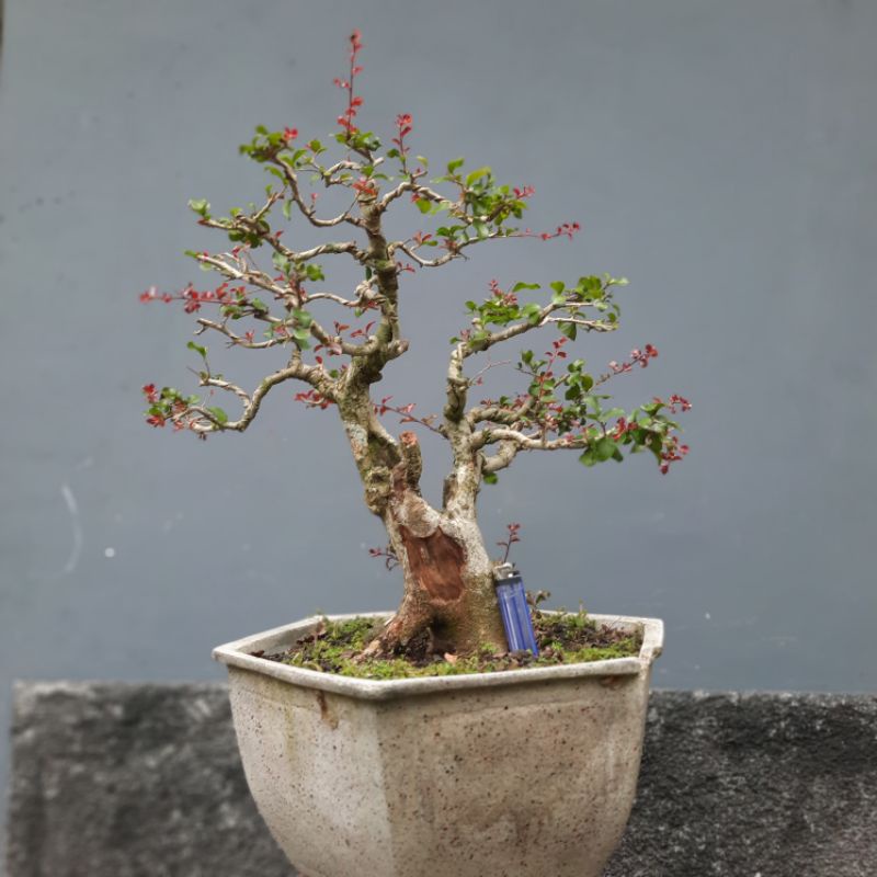 Bonsai rukem pucuk merah