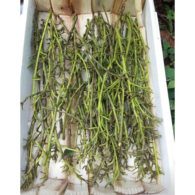 10 Bibit Entres Pucuk Alpukat Lam Hass Australia