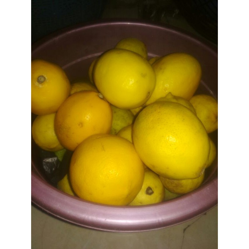 

buah jeruk lemon