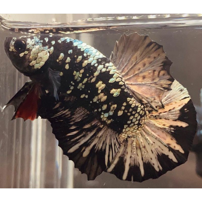 Cupang Avatar cooper/gold