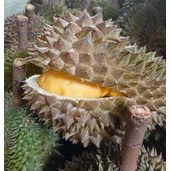 

DURIAN BAWOR UTUH