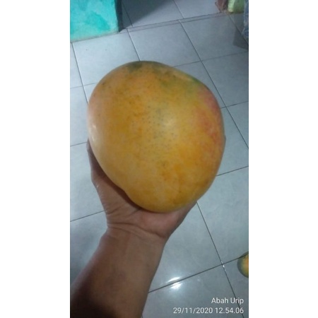 

Mangga Super Agrimania