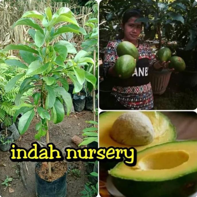terlaris" bibit buah alpukat miki tinggi 1 meter siap berbuah kwalitas unggul m@1l