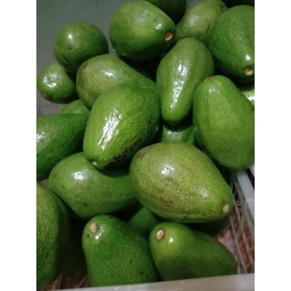 Buah alpukat mentega/avocado jawa tengah