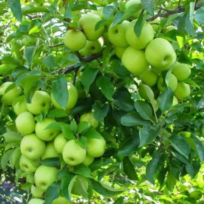 Bibit Apel Malang Hijau I3R