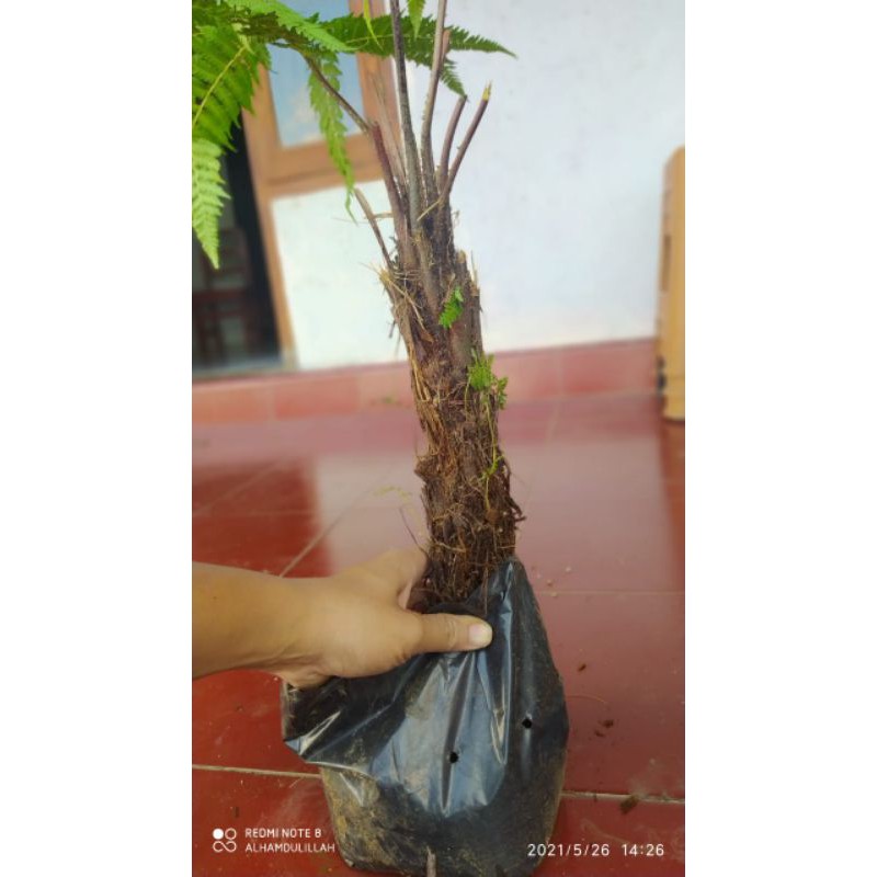 pohon pakis galar/pakis hutan/hiasan taman/aneka macam pakis