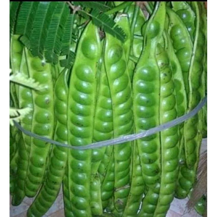 

pete / petai / petey satuan super