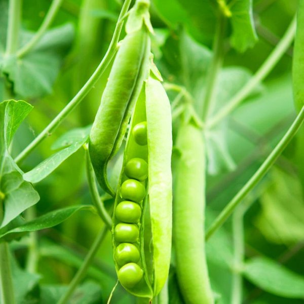 Bibit Unggul Kacang Kapri Polong | Benih Kacang Kapri Polong Wisata Agrotani