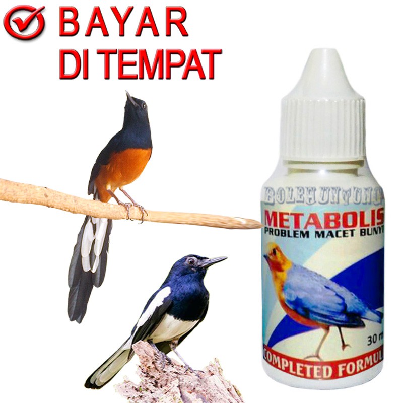 METABOLIS OBAT BURUNG KICAU MACET BUNYI MURAI KACER PLECI LOVE BIRD