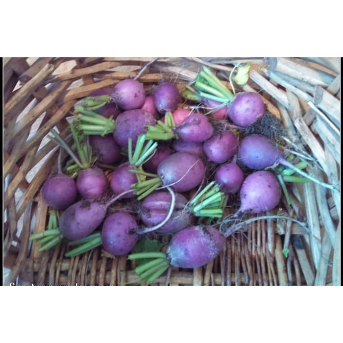 Haira Seed Bibit-Biji Radish Purple Plum