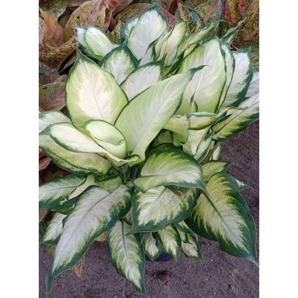 DIVEN TISU TISSUE CLASSIC - DIEFFENBACHIA CAMILLA CAMILLE  Aglonema Putih