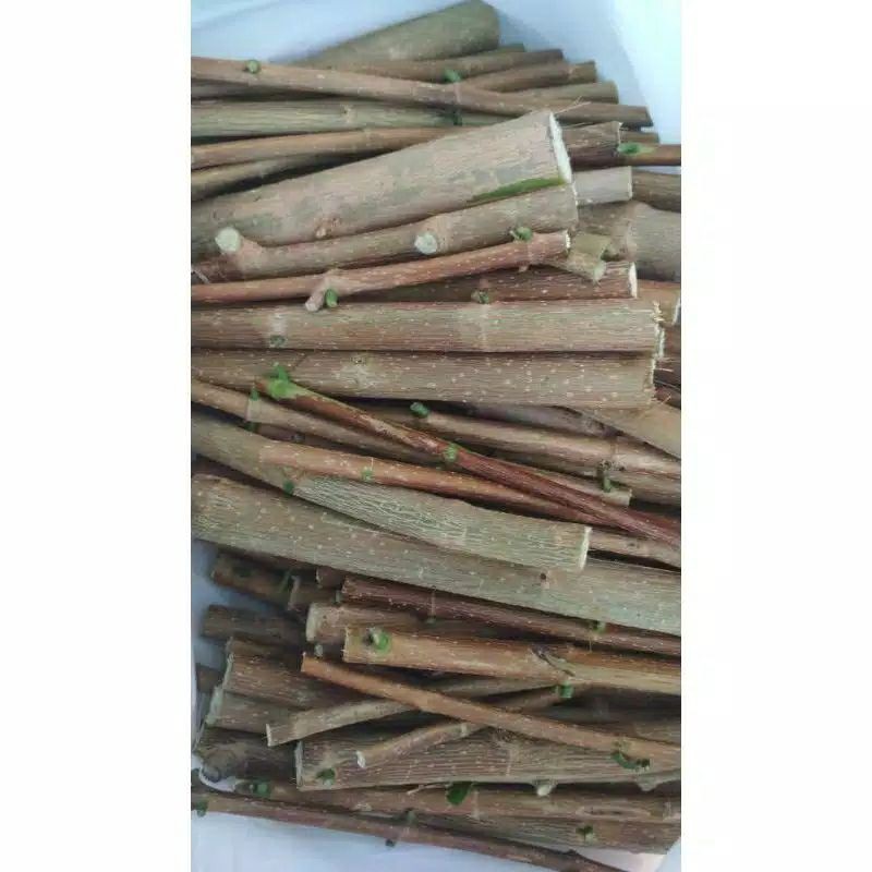 Stek Bahan Bonsai Sancang