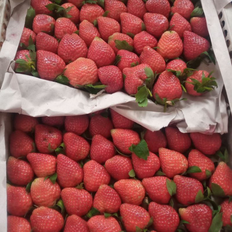 

strawberry mencir/kg