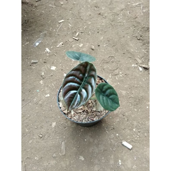 Alocasia Cuprea