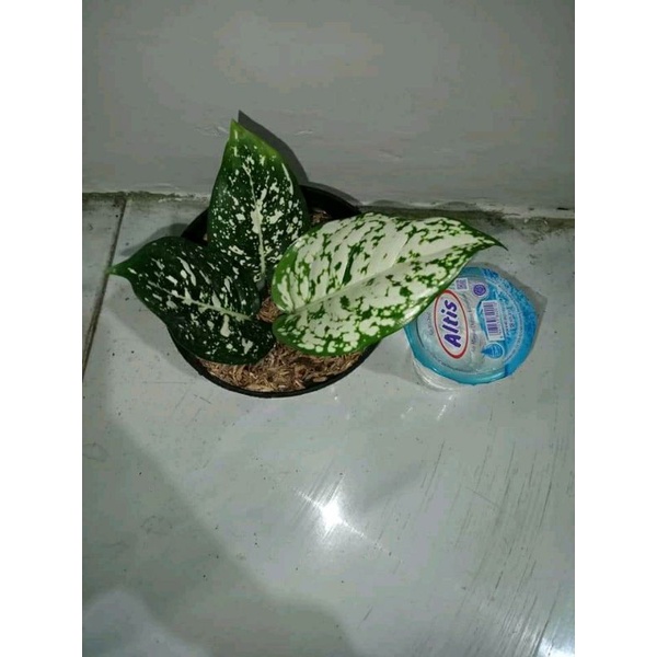 Aglonema big leaf tanaman hias aglonema big leaf