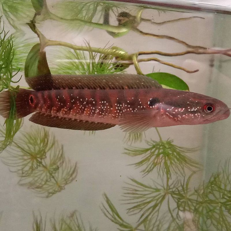 chana asiatica rsws dominan rs chana size 4-5cm