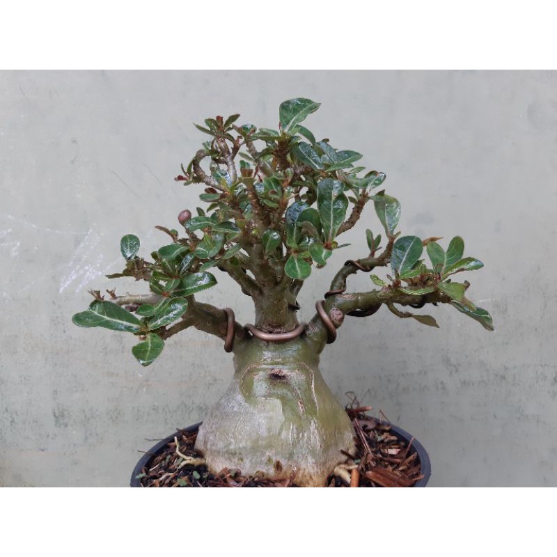 Adenium Cabang Seribu Akar Gurita Shopee Indonesia