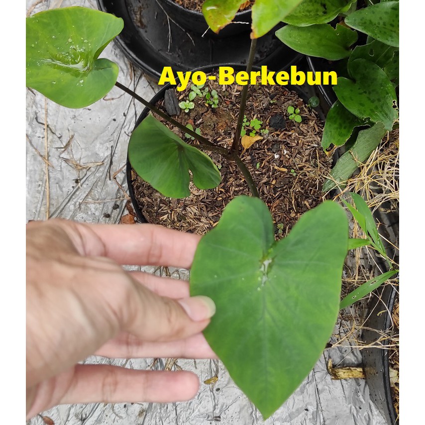 Tanaman Hias Colocasia Tea Cup / Teacup / Alocasia Tea Cup / Alokasia Tea Cup / Colocasia Coffee Cup