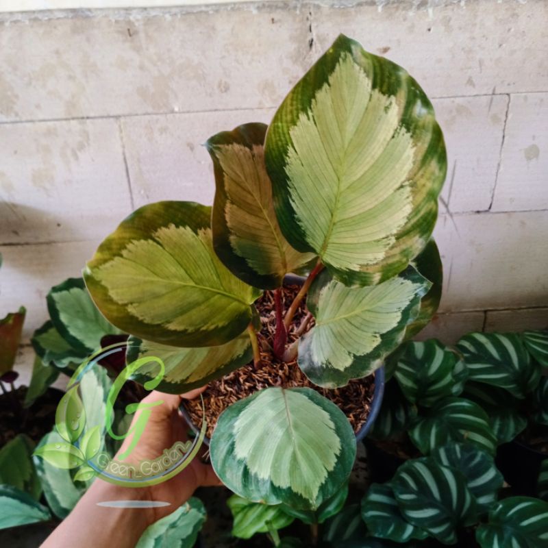 Tanaman Hias Calathea Corona - Pohon Calathea Corona  - pohon calathea korona