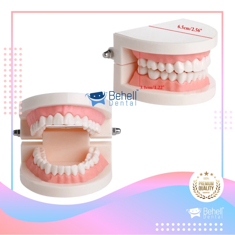 DENTAL STUDY MODEL HIGH QUALITY // Patung Gigi // Model Phantom Dental // Alat Peraga Kedokteran Praktek Gigi Ortho Orthodontic Tanpa Behel bracket Braces // Behelldental