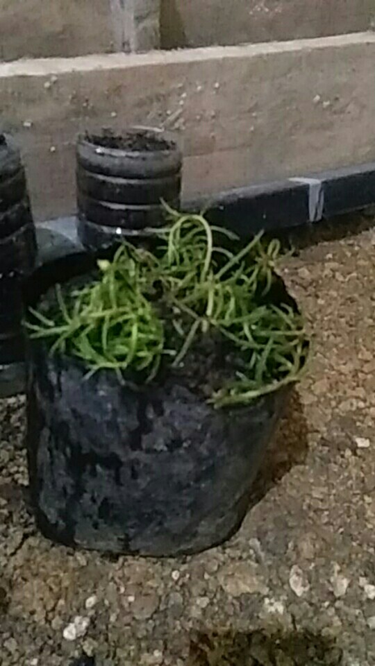 Tanaman Hias - Bunga Krokot Moss Rose