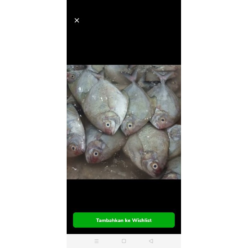 

bawal laut ukuran kecil 1kilo