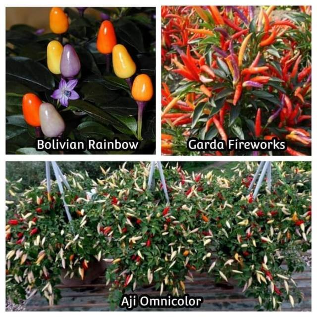 Paket Hemat 1 - Benih Biji Bibit Cabe Unik Cabe Hias Termurah