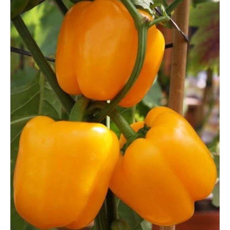 2 biji Benih PAPRIKA KUNING GOLDEN STAR