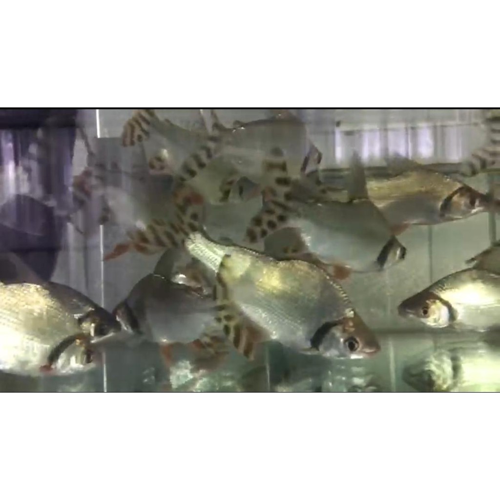 

Ikan Axolotl / Salamander