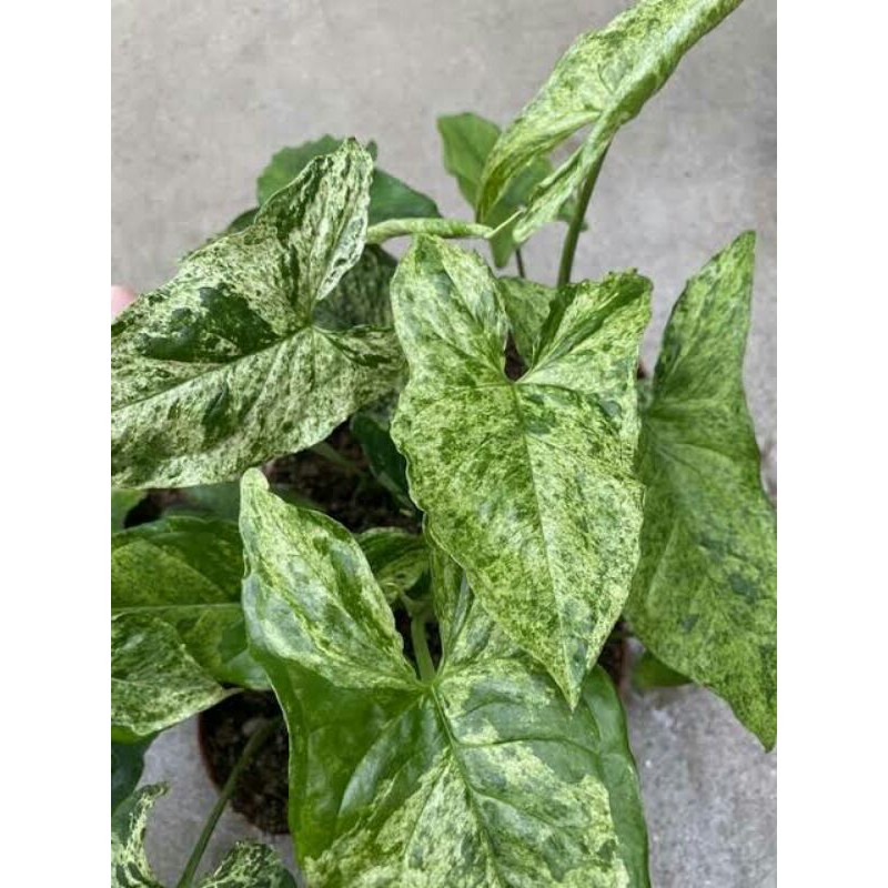 Tanaman Hias Syngonium Mojito Syngonium Motif Tanaman Syngonium Mojito Terjangkau