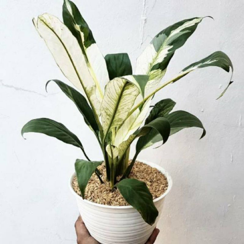 Tanaman hias peace lily putih - Pohon sepatu filum varigata