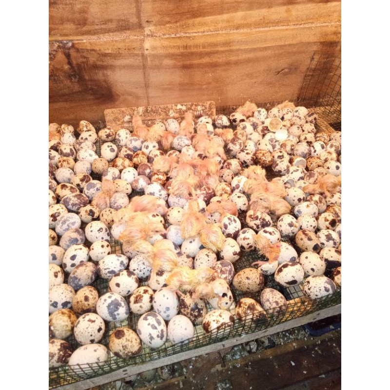 telur tetas puyuh albino.paket 500 gram