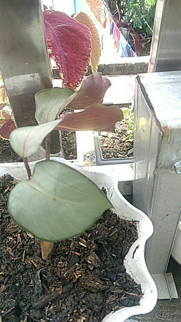 Tanaman Hias Calathea Silver