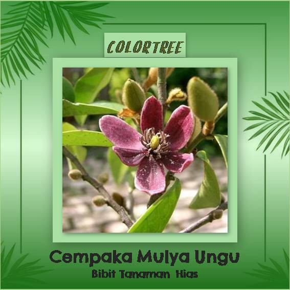 Tanaman Hias Bunga Cempaka Mulya Ungu 40 cm