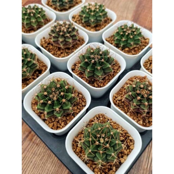 Kaktus Gymno miha hybrid seedling gymnocalycium mihanovichi murah