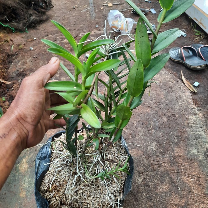 POHON ANGGREK TANAH-tanaman anggrek tanah