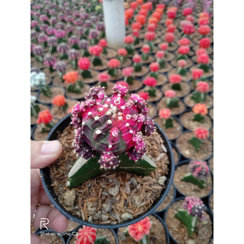 gymno black pink
